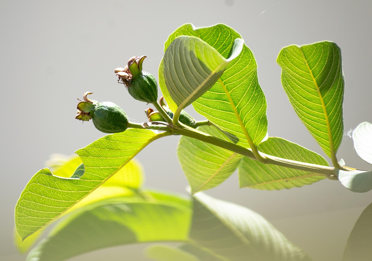 “கொய்யா இலை டீ – ரத்த சர்க்கரை அளவை கட்டுப்படுத்த உதவும் இயற்கை பானம் செய்வது எப்படி?”